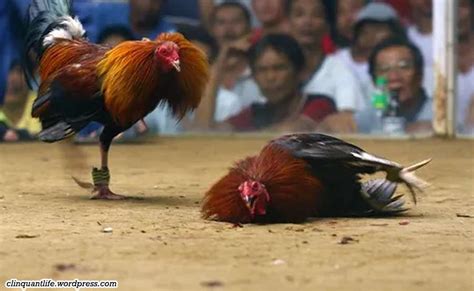 para saan ang tari ng manok